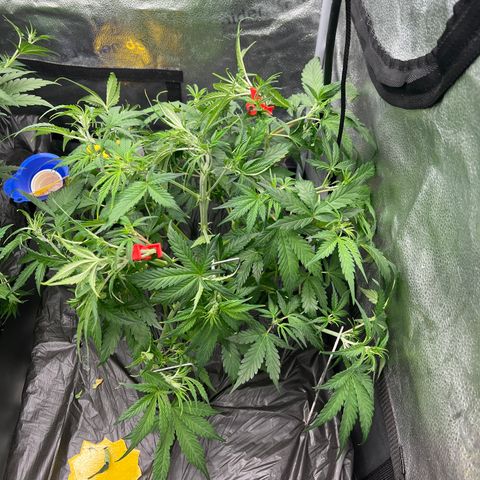(Sour Stomper xFantasmo Express)Ripleys OG growlog timeline photo