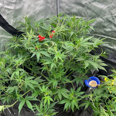 Mephisto’s Grape Crush Left growlog timeline photo
