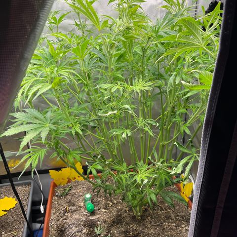 Pink Panama x chemdogging righty  growlog photo: Having a tough go after treatment for pm