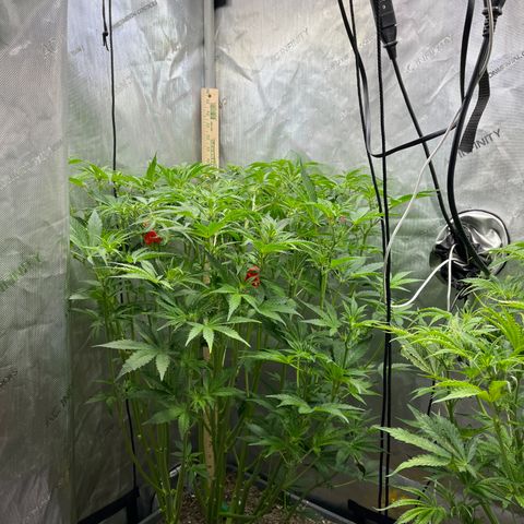 Pink panama x chemdogging  Lefty growlog photo: Pm on leaves. 