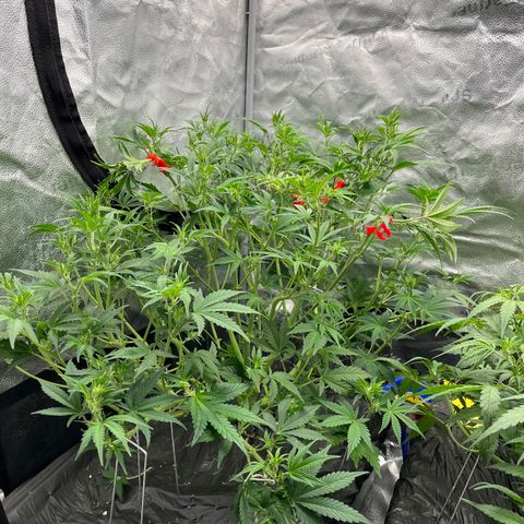 Mephisto’s Grape Crush Left growlog timeline photo