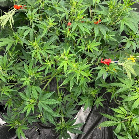 Mephisto’s Grape Crush Left growlog timeline photo