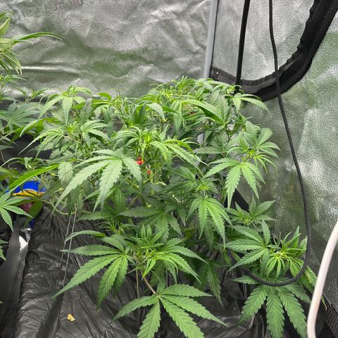 (Sour Stomper xFantasmo Express)Ripleys OG growlog timeline photo