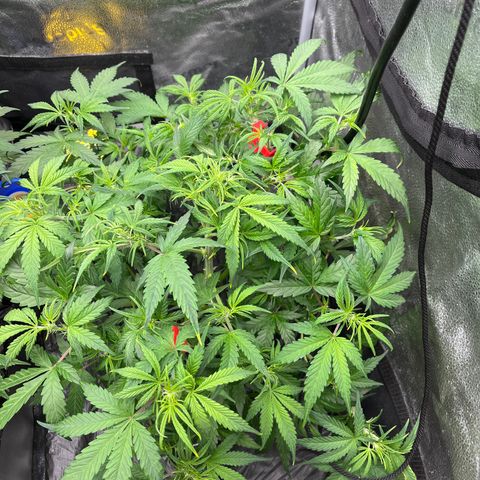 (Sour Stomper xFantasmo Express)Ripleys OG growlog timeline photo