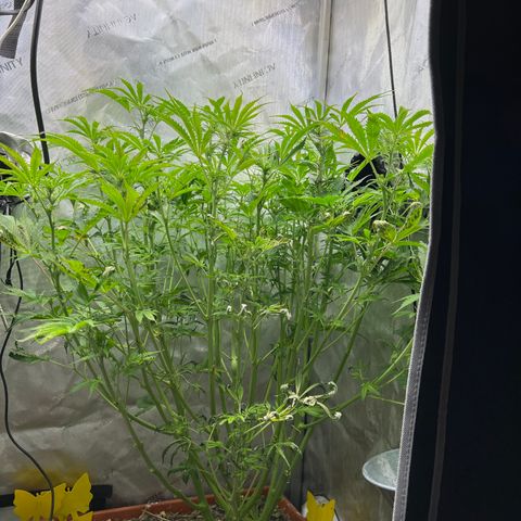 Pink Panama x chemdogging righty  growlog timeline photo