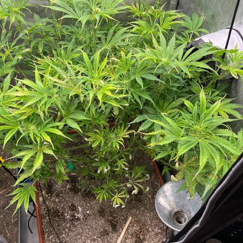 Pink Panama x chemdogging righty  growlog timeline photo