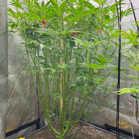 Pink panama x chemdogging  Lefty growlog timeline photo