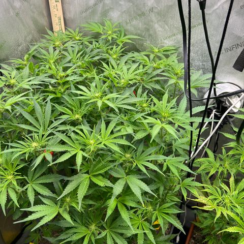 Pink panama x chemdogging  Lefty growlog timeline photo