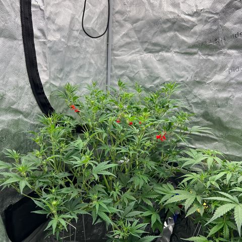 Mephisto’s Grape Crush Left growlog timeline photo