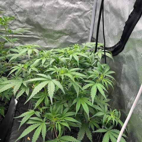 (Sour Stomper xFantasmo Express)Ripleys OG growlog timeline photo