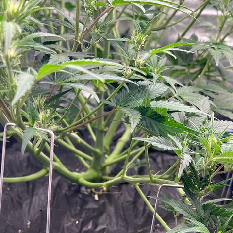 Mephisto’s Grape Crush Left growlog photo: Crazy mess