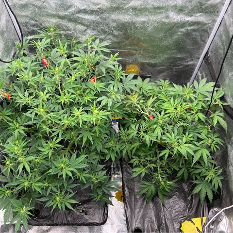 (Sour Stomper xFantasmo Express)Ripleys OG growlog timeline photo