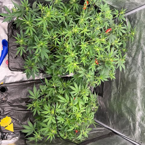 (Sour Stomper xFantasmo Express)Ripleys OG growlog timeline photo
