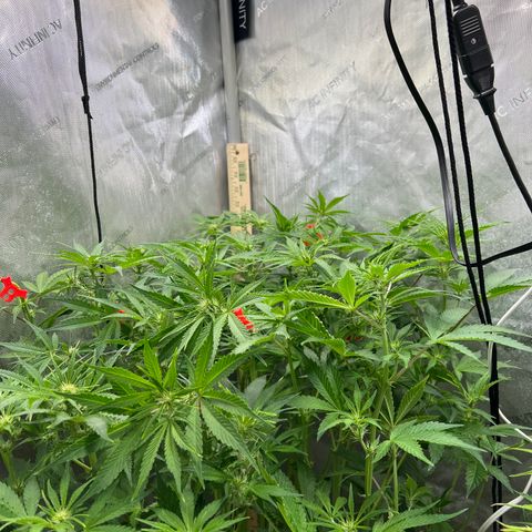 (Sour Stomper xFantasmo Express)Ripleys OG growlog timeline photo