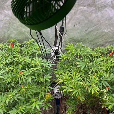 (Sour Stomper xFantasmo Express)Ripleys OG growlog timeline photo