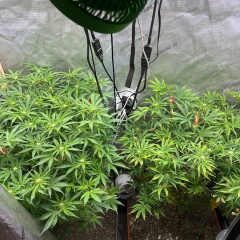 Pink panama x chemdogging  Lefty growlog timeline photo