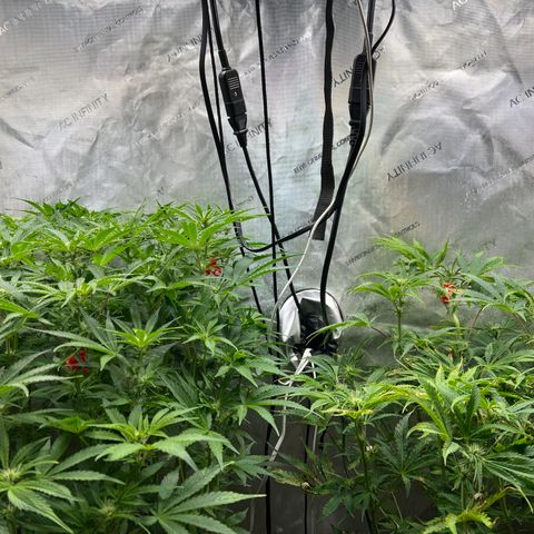 Pink panama x chemdogging  Lefty growlog timeline photo
