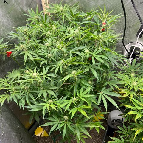 Pink panama x chemdogging  Lefty growlog timeline photo