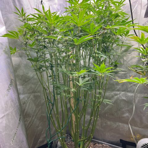 Pink panama x chemdogging  Lefty growlog timeline photo