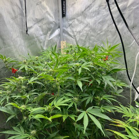 Pink panama x chemdogging  Lefty growlog timeline photo