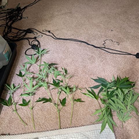 Pink panama x chemdogging  Lefty growlog timeline photo