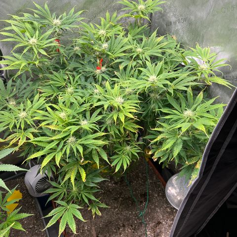 Pink Panama x chemdogging righty  growlog timeline photo