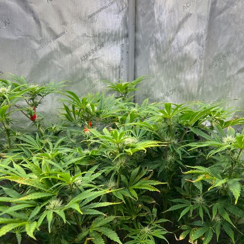Pink Panama x chemdogging righty  growlog timeline photo