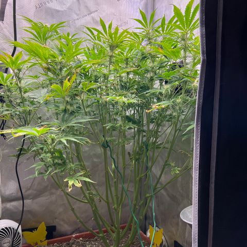 Pink Panama x chemdogging righty  growlog timeline photo