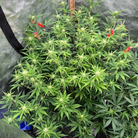 Mephisto’s Grape Crush Left growlog timeline photo