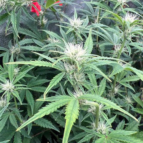 Mephisto’s Grape Crush Left growlog timeline photo
