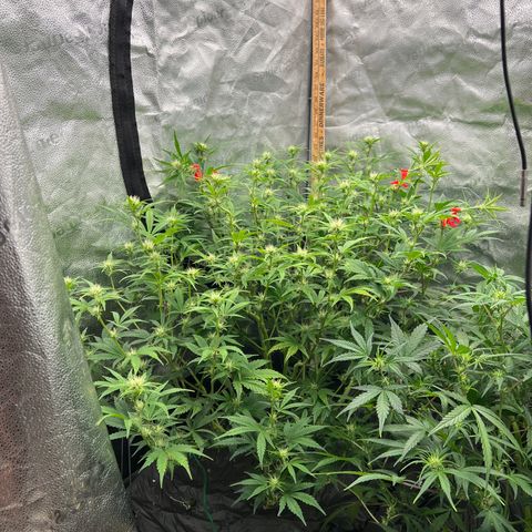 Mephisto’s Grape Crush Left growlog timeline photo