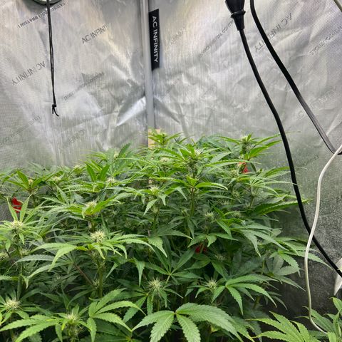 Pink panama x chemdogging  Lefty growlog timeline photo