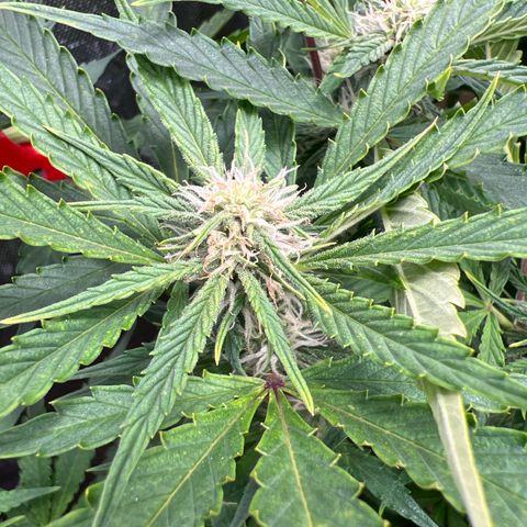 Pink panama x chemdogging  Lefty growlog timeline photo