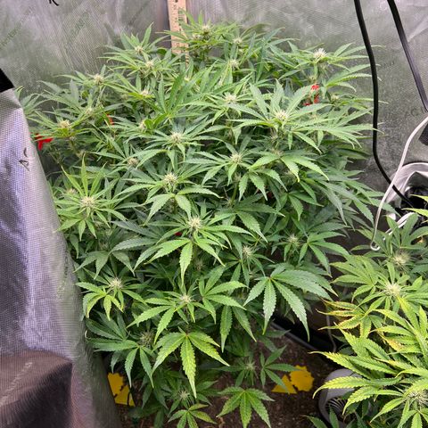 Pink panama x chemdogging  Lefty growlog timeline photo