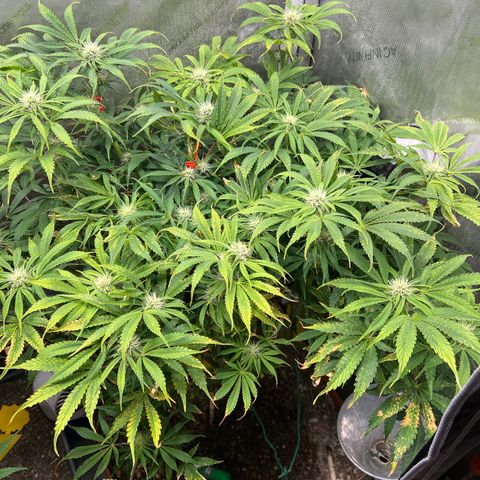 Pink Panama x chemdogging righty  growlog timeline photo