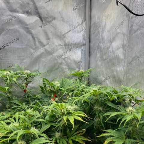 Pink Panama x chemdogging righty  growlog timeline photo