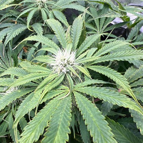 Pink Panama x chemdogging righty  growlog timeline photo