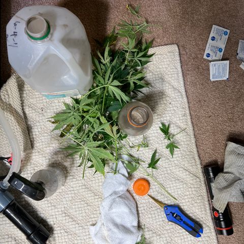 Pink panama x chemdogging  Lefty growlog timeline photo