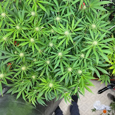 Pink panama x chemdogging  Lefty growlog timeline photo
