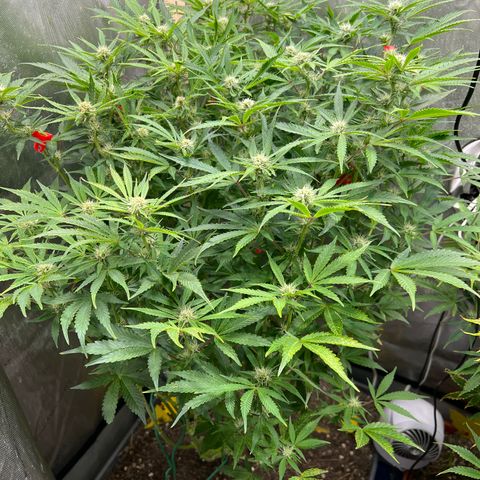 Pink panama x chemdogging  Lefty growlog timeline photo