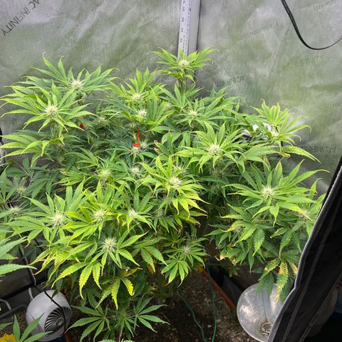 Pink Panama x chemdogging righty  growlog timeline photo