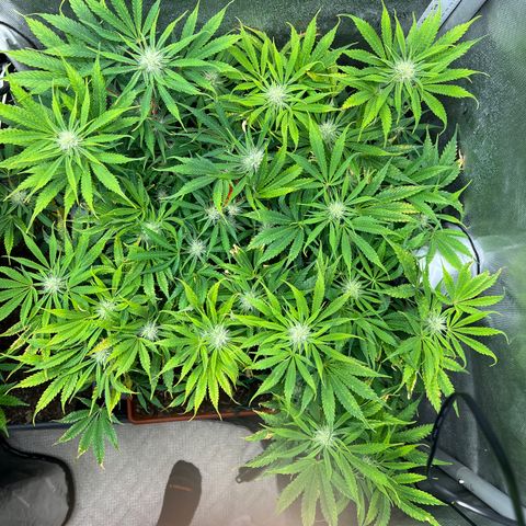 Pink Panama x chemdogging righty  growlog timeline photo