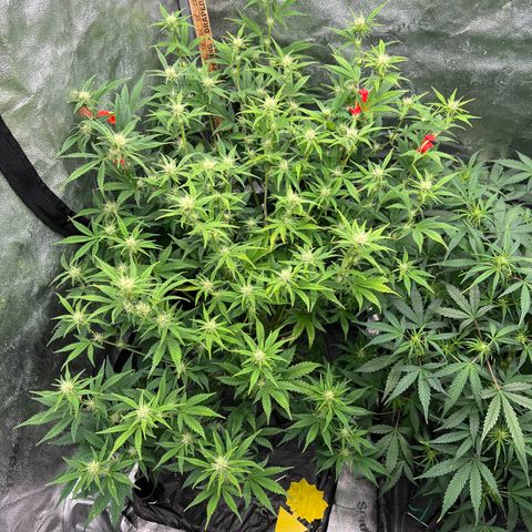 Mephisto’s Grape Crush Left growlog timeline photo