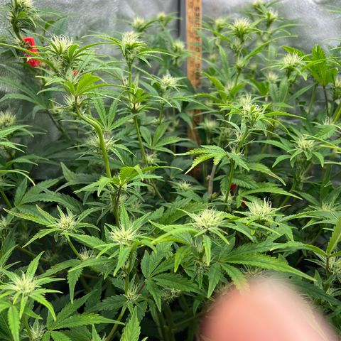 Mephisto’s Grape Crush Left growlog timeline photo