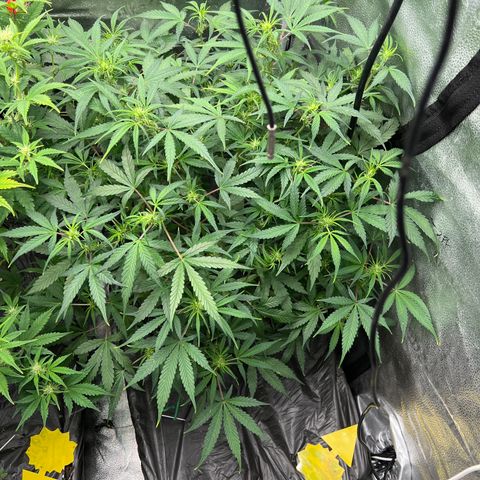 (Sour Stomper xFantasmo Express)Ripleys OG growlog timeline photo