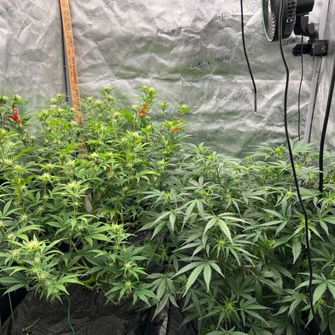 (Sour Stomper xFantasmo Express)Ripleys OG growlog timeline photo
