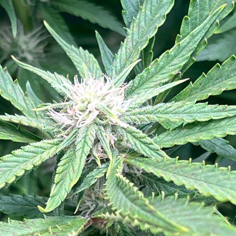 Pink panama x chemdogging  Lefty growlog timeline photo