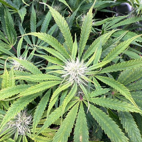 Pink panama x chemdogging  Lefty growlog timeline photo