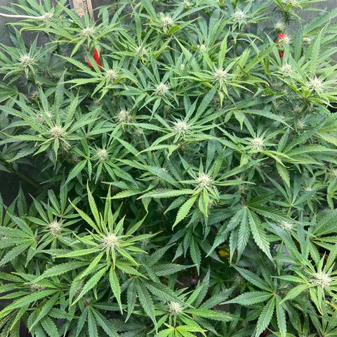 Pink panama x chemdogging  Lefty growlog timeline photo