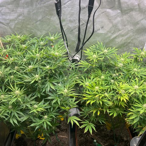 Pink panama x chemdogging  Lefty growlog timeline photo